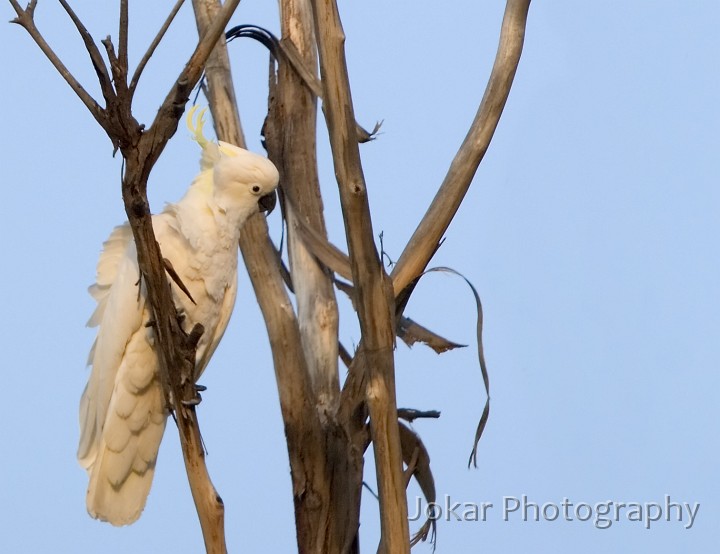 Farrer Ridge_20061128_093-2.jpg - Sulphur crested cockatoo